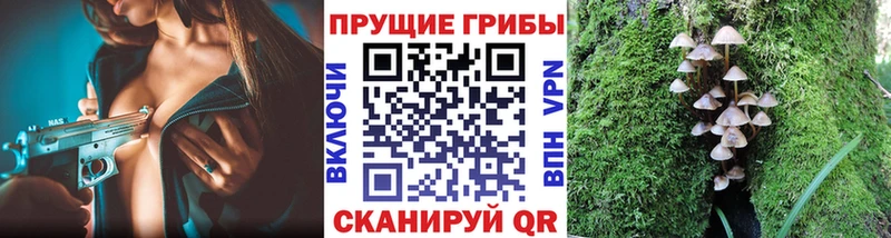 как найти закладки Семилуки даркнет официальный сайт Псилоцибиновые грибы Cubensis
